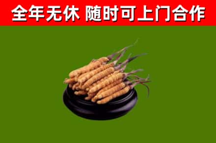 富平回收散虫草